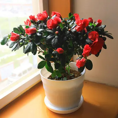 室內(nèi)花木租賃的開(kāi)銷(xiāo)一般是多少