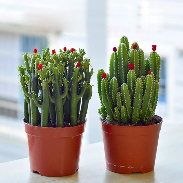 緩解干燥環(huán)境 綠植花木來(lái)幫忙