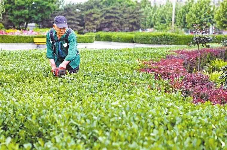 實(shí)施園林綠化養(yǎng)護(hù) 促進(jìn)植物健康生長(zhǎng)