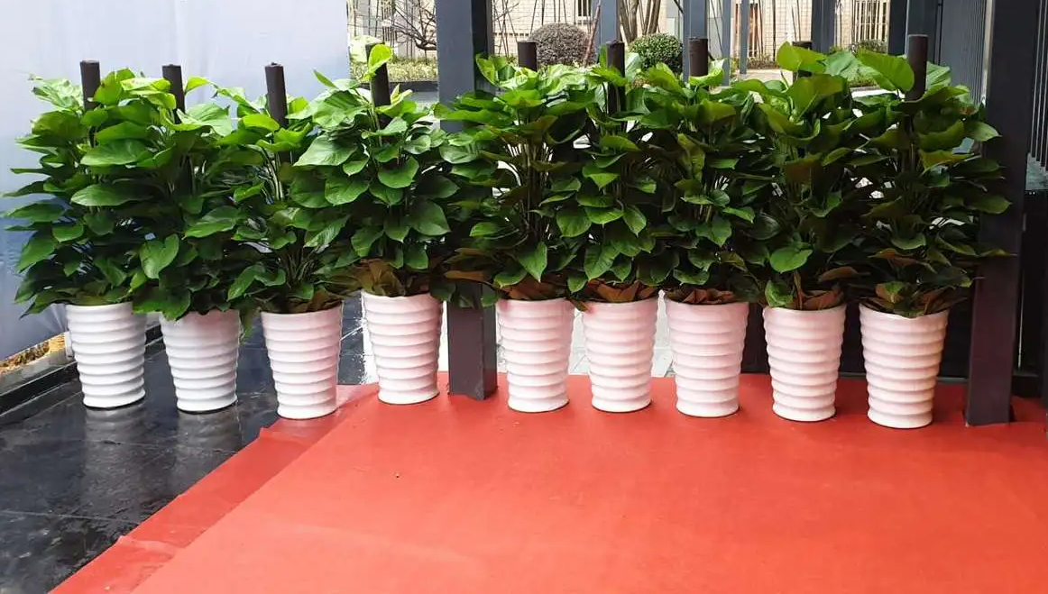 常州花木租賃如何規(guī)避企業(yè)綠植養(yǎng)護(hù)風(fēng)險(xiǎn)