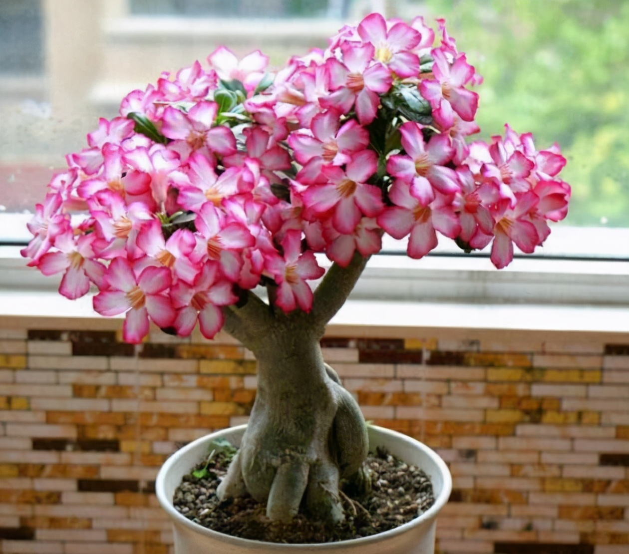 常州綠植租賃--夏季養(yǎng)花的注意事項(xiàng)