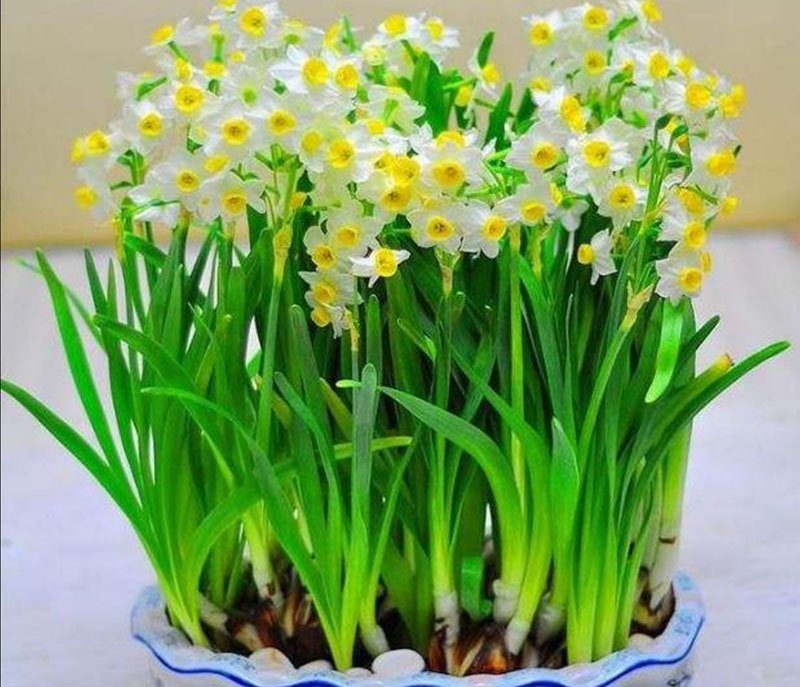 綠植養(yǎng)護(hù) 水仙花的養(yǎng)護(hù)方法與注意事項(xiàng)