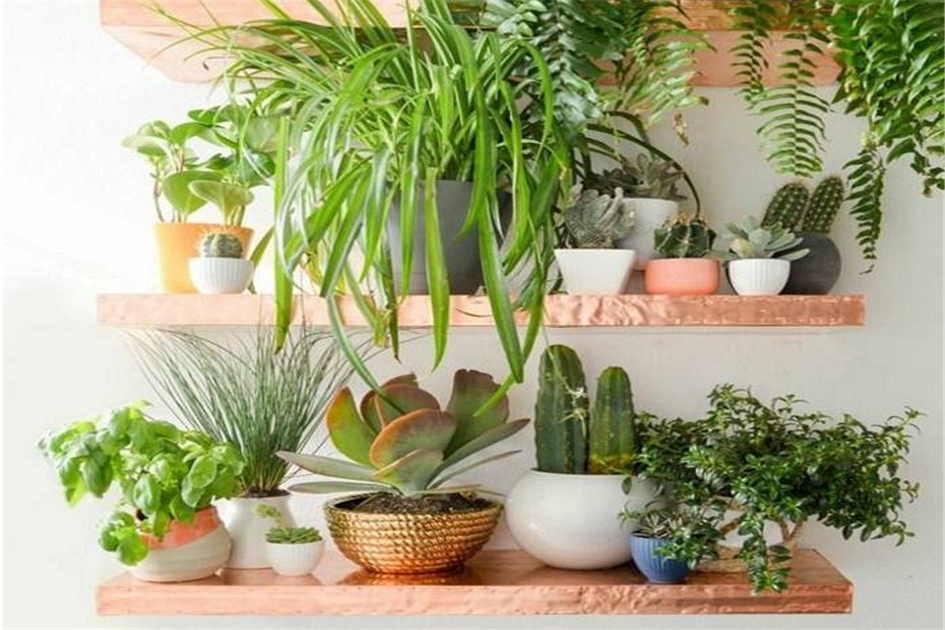綠植租賃之室內(nèi)植物擺放的技巧