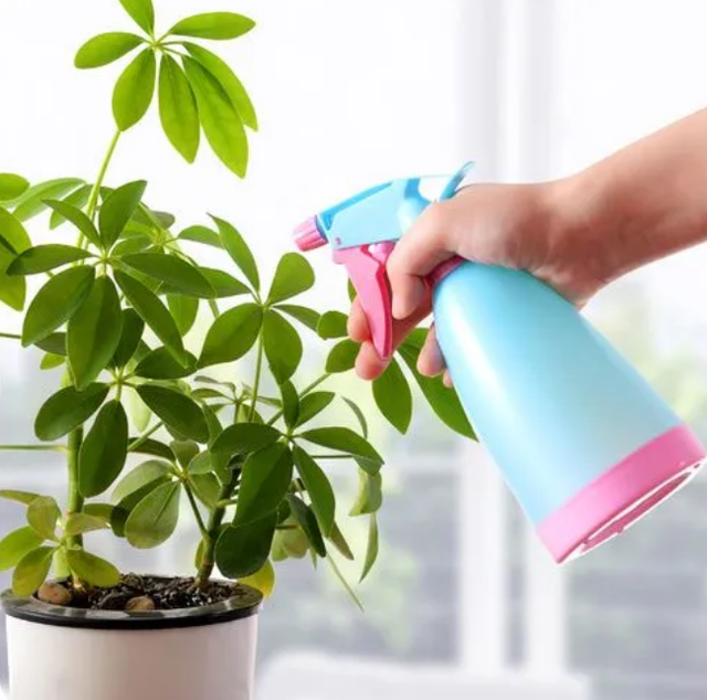 盆栽綠植養(yǎng)護(hù)在澆水時(shí)要注意什么