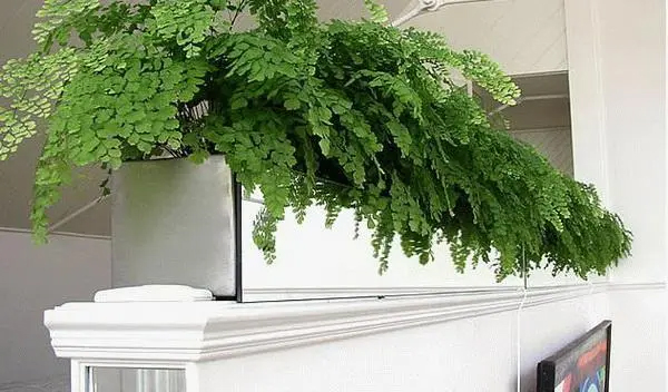 辦公室綠植養(yǎng)護(hù)小妙招——紫絢園藝