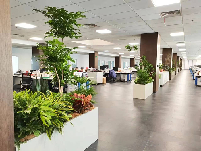夏季辦公室租賃綠植需要如何養(yǎng)護(hù)