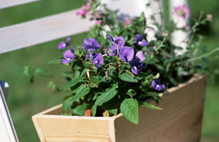 新手養(yǎng)花不知所措？花木養(yǎng)護小技巧教你快速入門
