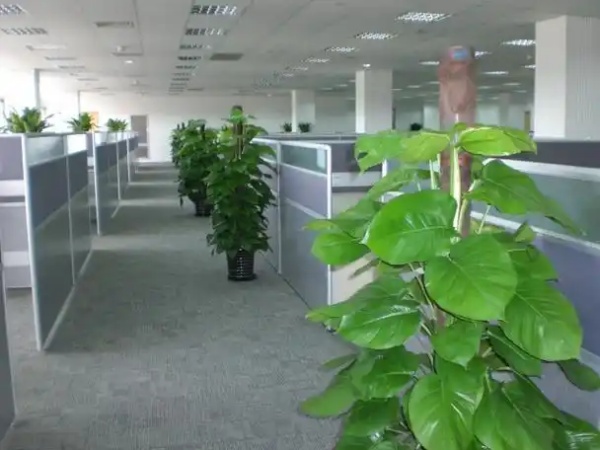 花木租賃公司的承接項目有哪些