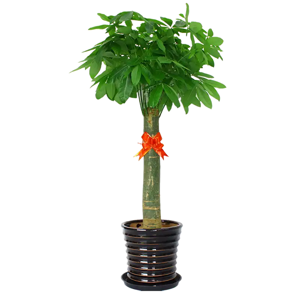 植物租賃公司推薦｜開業(yè)送綠植，這幾款高顏值又有寓意！