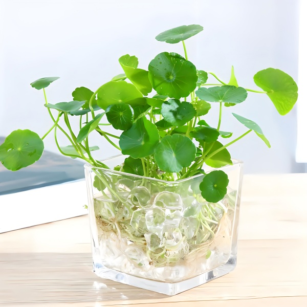 水培綠植養(yǎng)護(hù)，輕松好養(yǎng)又美觀