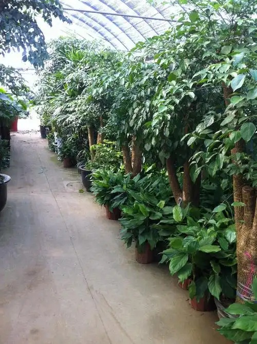 植物出租——花木租賃擺放一站式服務(wù)
