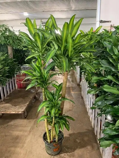 綠色服務(wù)興起，花木租賃與養(yǎng)護迎來新機遇