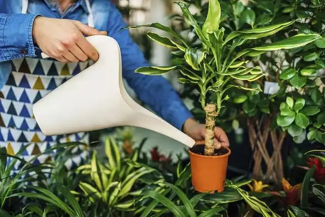 綠植養(yǎng)護與租賃協(xié)同發(fā)力，為城市綠意添活力