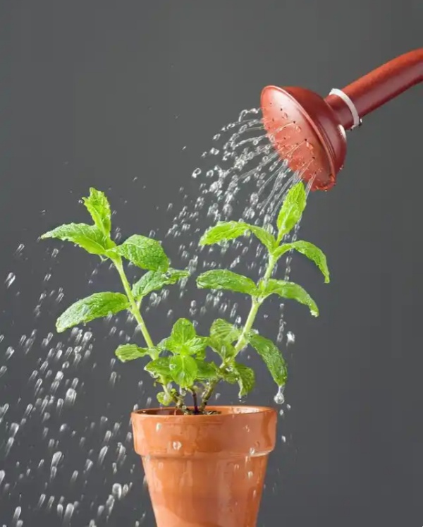 夏季綠植養(yǎng)護澆水指南