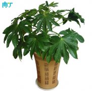 盆栽八角金盤怎么養(yǎng) 八角金盤養(yǎng)護方法詳解