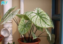 花葉芋栽培管理方法 花葉芋養(yǎng)護方法詳解