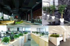 辦公室綠化需要注意的地方有哪些？