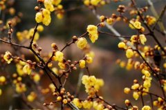 冬天適合種什么花_盤(pán)點(diǎn)10種較耐寒花卉