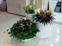 常州綠植租賃_商場(chǎng)購(gòu)物中心花木租擺