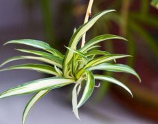 什么植物凈化空氣最好？