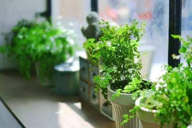 為什么綠植租賃越來(lái)越受歡迎