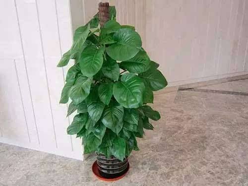 綠植租賃