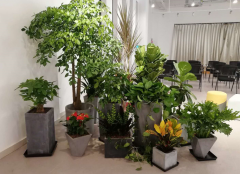 綠植租賃適合哪些地方？
